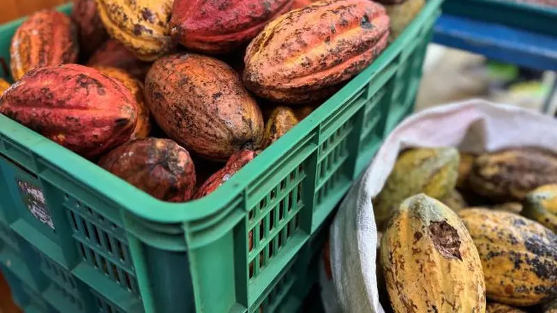 Desa Nglanggeran memiliki potensi di sektor perkebunan dengan komoditas utamanya yaitu kakao dan durian. (Foto: Liputan6.com/Pipit IR)