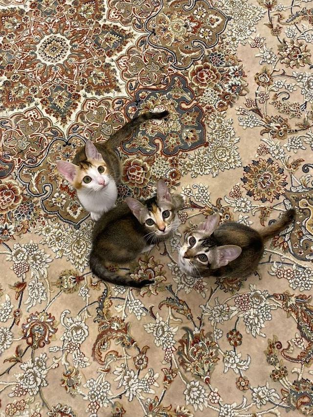 Mika, Miki, dan Miko.