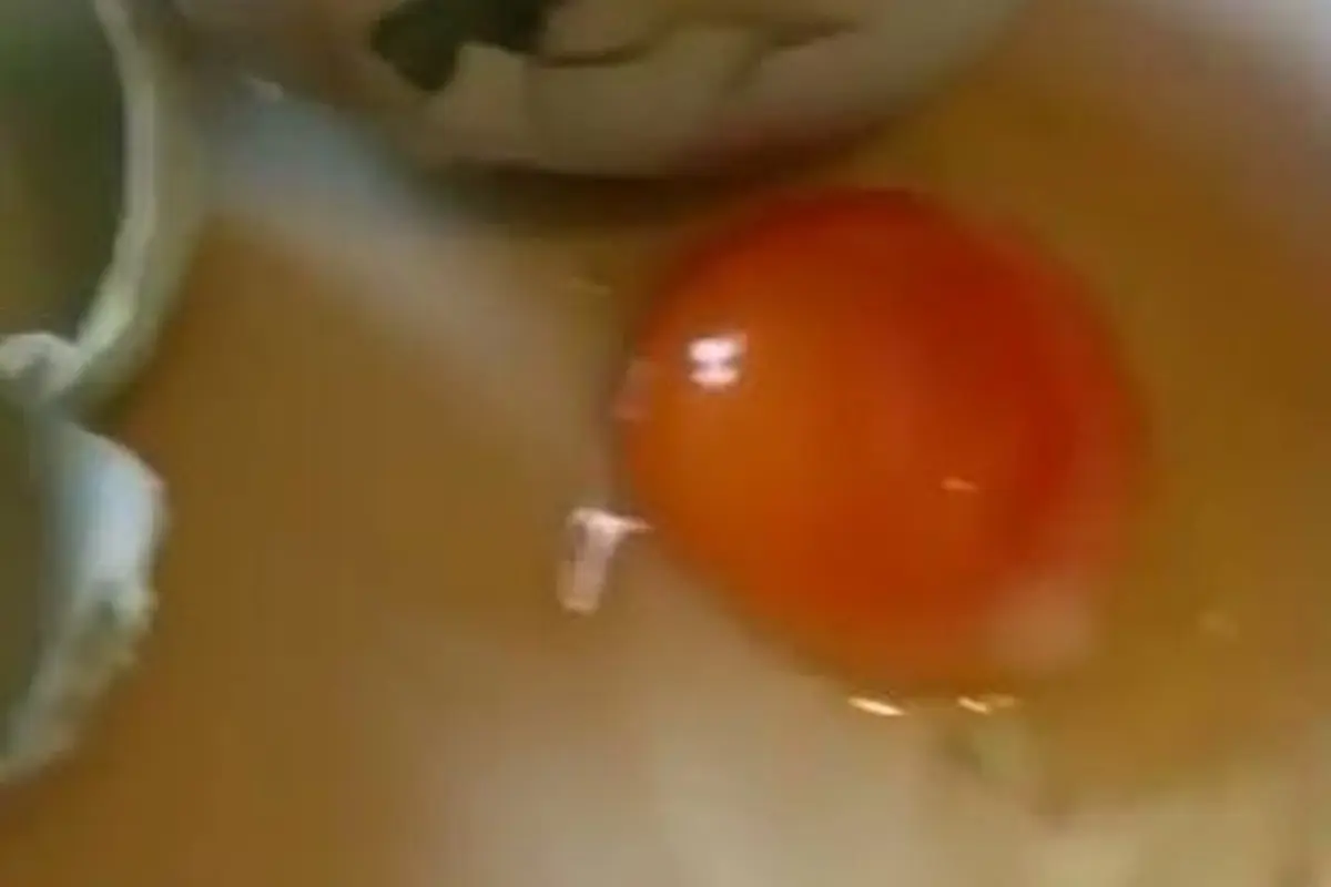 Ajaib dan Langka! Dipecahkan, Telur Ini Keluarkan Telur Lagi
