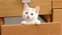 Kucing Kecil Berwajah Melas yang Bikin Iba