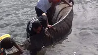 Kulit bangkai hewan terus membesar di Seram, Maluku (Liputan6.com / Abdul Karim) 