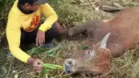 Sapi warga Tuban terjangkit penyakit lato-lato. (Adirin/Liputan6.com)