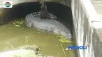 Wanita di Minahasa, Sulawesi Utara, ditemukan tewas diterkam buaya yang biasa diberi makan.