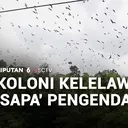 Koloni Kelelawar 'Sapa' Pengendara