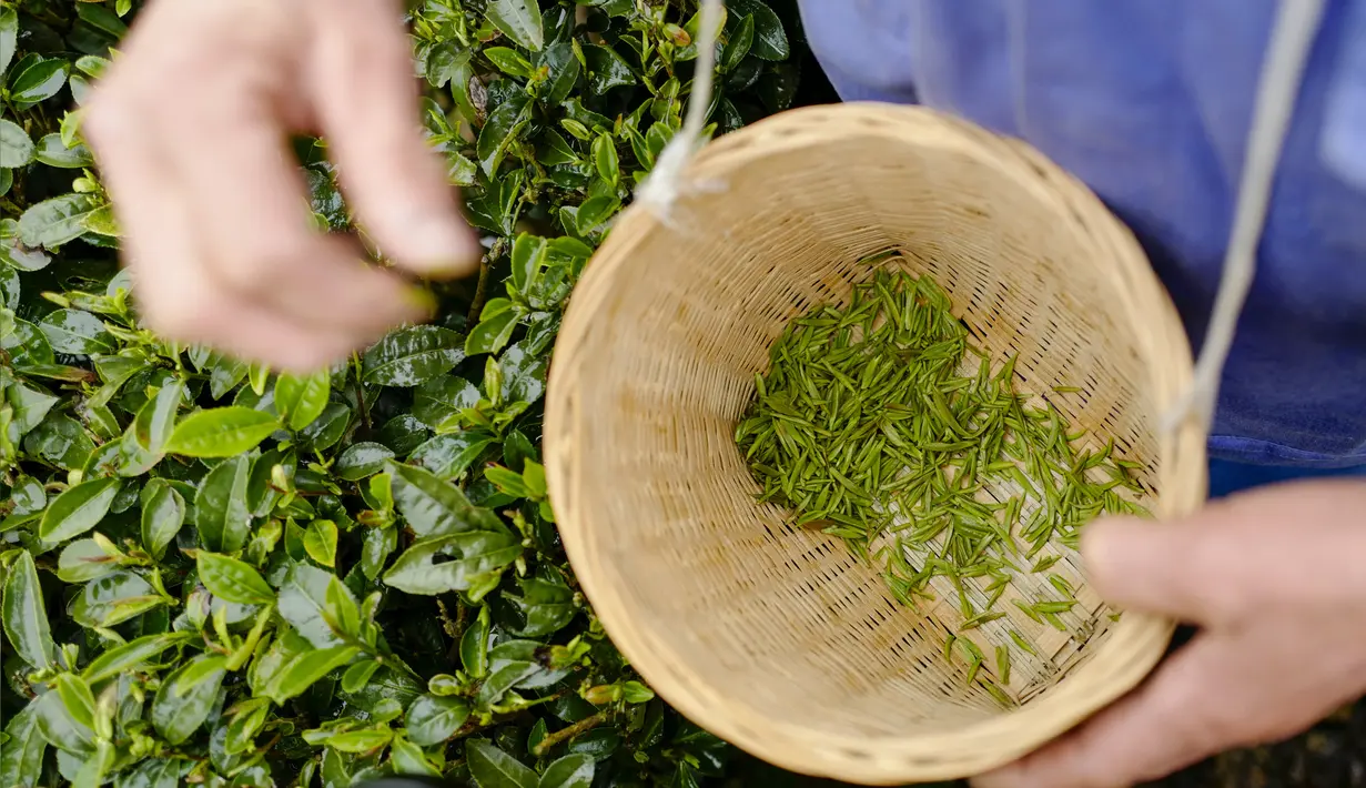 Pekerja memetik daun teh di sebuah pabrik teh di Chongqing, China, Minggu (23/2/2020). Melalui peningkatan upaya pengendalian epidemi virus corona atau COVID-19, pabrik teh di China mulai melanjutkan kegiatan produksi pada awal musim semi ketika pucuk daun teh mulai terlihat. (Xinhua/Liu Chan)