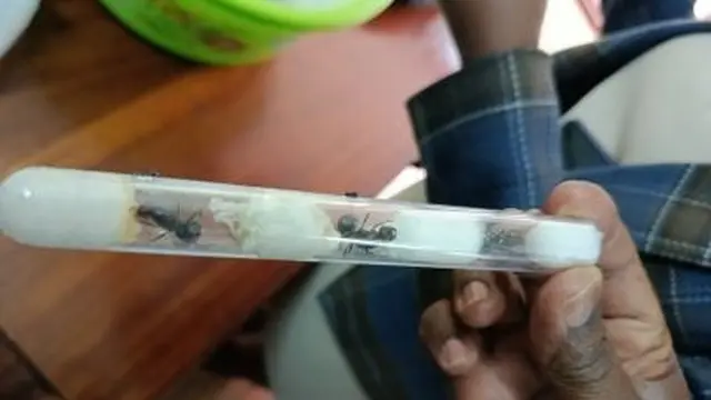 Penyelundupan Semut