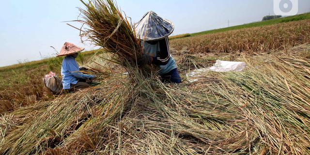 Realisasi Serapan Gabah Petani Dekati 3 Juta Ton dari Target