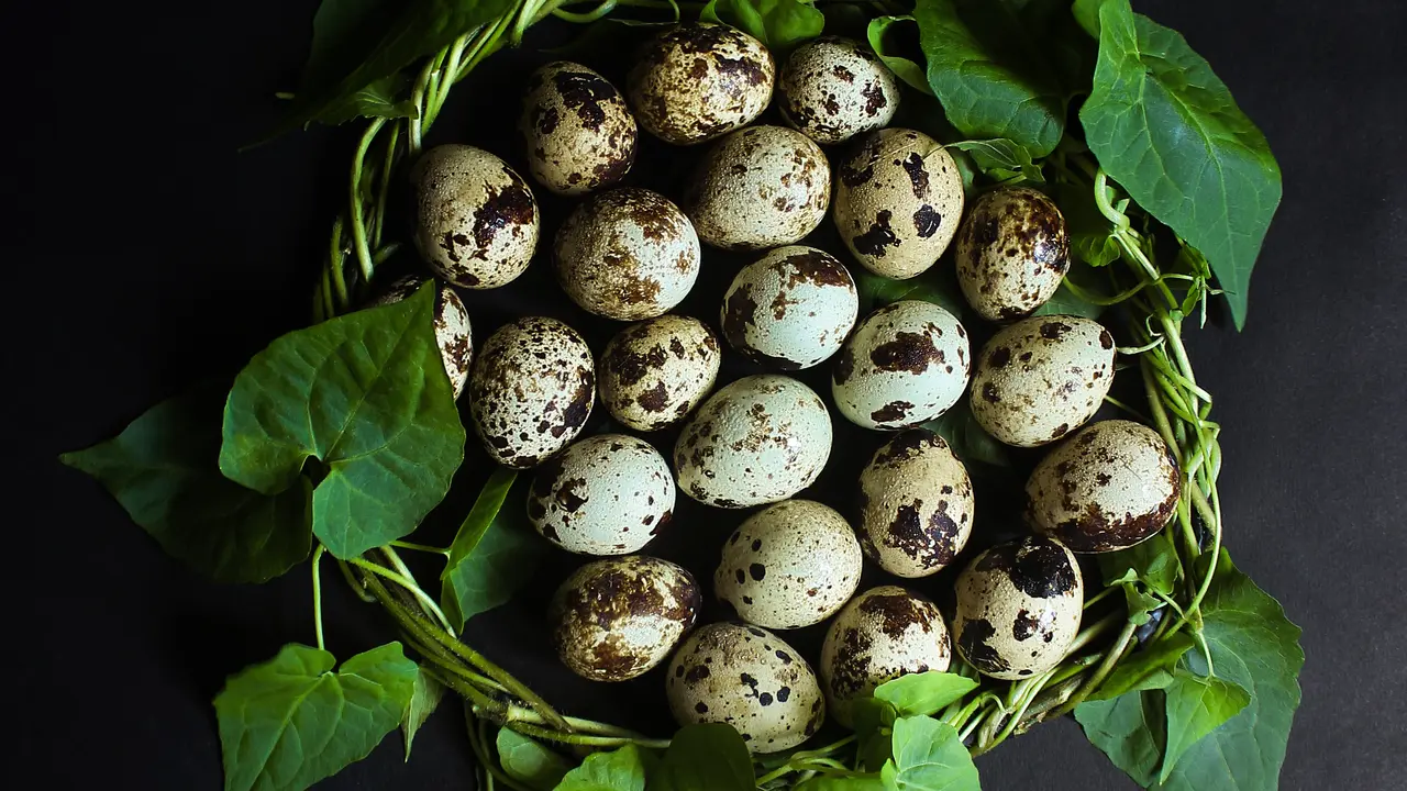 telur puyuh