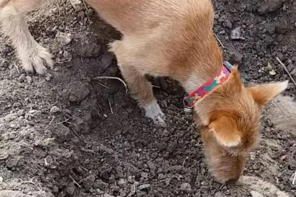 Haru, Anjing Setia Kuburkan Saudaranya yang Mati Tertabrak Mobil