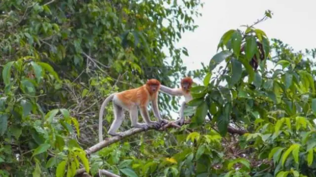 Pulau Kaget di Kabupaten Barito Kuala