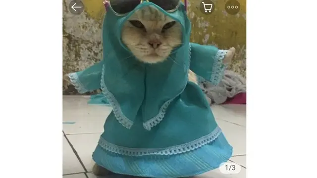 Kelakuan 8 Kucing Pakai Baju Koko Ini Lucunya Kebangetan