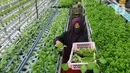 Warga kelompok tani Komplek AL Gandaria memanen sayuran di kebun Hidroponik di Radio Dalem, Jakarta, Senin (14/2/2022). Kebun yang dikelola mandiri warga ditanami sayuran kangkung, bayam brazil, seledri dan sawi ijo dengan rata-rata pendapatan sekitar Rp5 juta per bulan. (merdeka.com/Arie Basuki)