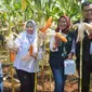 Seed Business Head Syngenta Indonesia, Fauzi Tubat (kiri) saat memperlihatkan hasil panen jagung bioteknologi di Kabupaten Subang. Foto (Liputan6.com/Asep Mulyana)