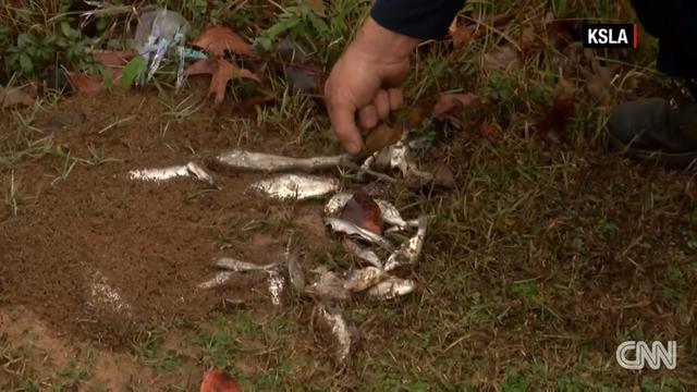 Hujan Ikan Langka