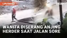 Insiden penyerangan oleh anjing peliharaan terjadi di Semarang, Jawa Tengah.Seorang wanita jadi korban saat jalan-jalan sore di kawasan perumahan Taman Anggrek Graha Padma pada Jumat (13/9/2024). Seekor anjing herder german shepherd tiba-tiba keluar ...
