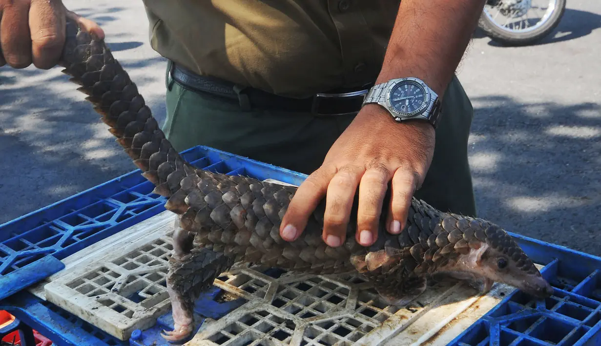 Petugas menunjukkan seekor hewan trenggiling saat operasi anti-penyelundupan di Belawan, Sumatra Utara (13/6). Rencananya trenggiling ini akan dikirim ke Malaysia oleh dua orang pelaku. (AFP Photo/Gatha Ginting)