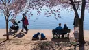 Momen ini menjadi ajang pertemuan orang terdekat untuk menikmati puncak musim bunga sakura yang bermekaran. (AP Photo/Jacquelyn Martin)
