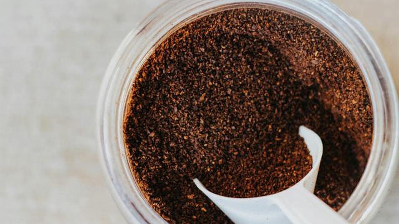 7 Cara Mengusir Semut Dari Tanaman Cabai Tanpa Pestisida Kimia untuk Kebun Sehat dan Produktif