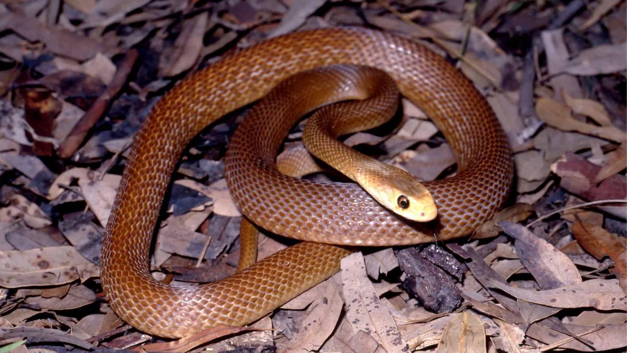 Ular Coastal Taipan