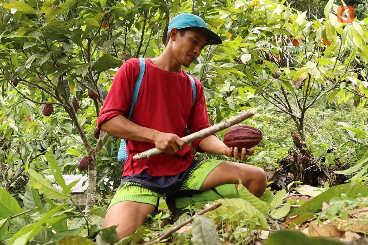 Petani Kakao