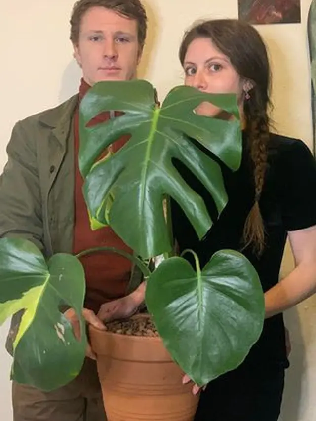 Monstera Langka Murah