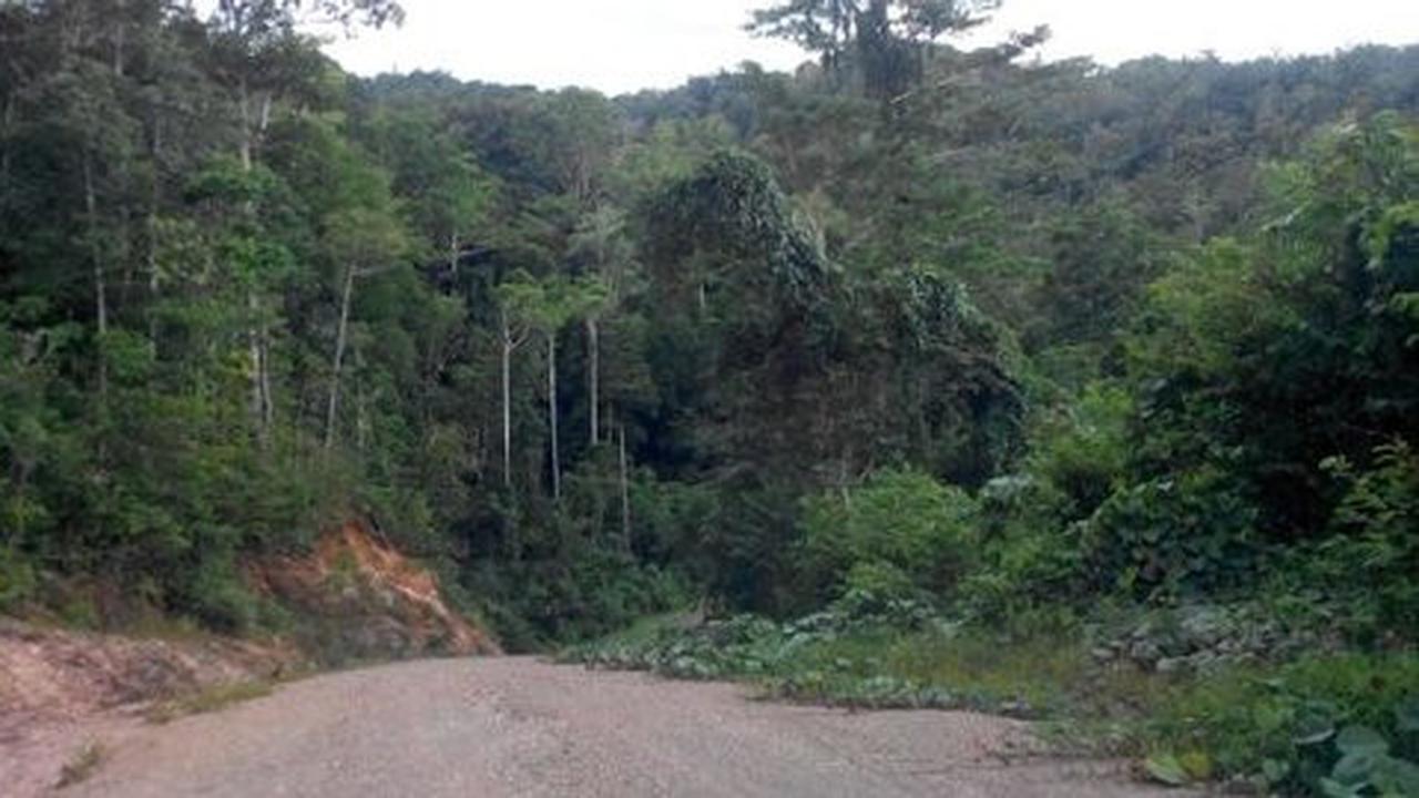 Cerita mistis hutan Tambrauw, gorila raksasa hingga ular berdiri