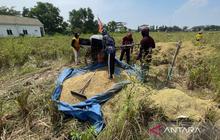 Distan Cirebon Jaga Produksi Beras Stabil di Angka 300 Ribu Ton per Tahun