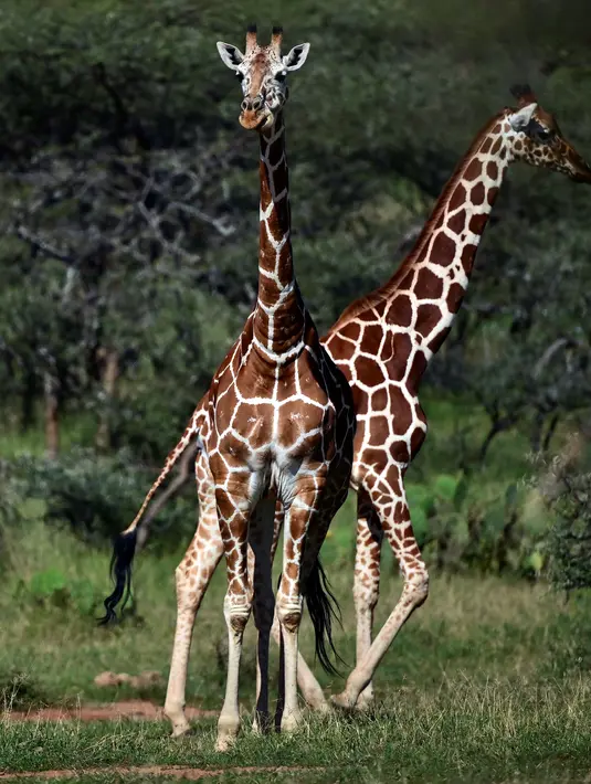 Jerapah reticulated mencari makan di Konservasi Loisaba, Laikipia, Kenya, 5 Agustus 2019. Direktur Jenderal Dinas Satwa Liar Kenya Charles Musyoki menyatakan populasi jerapah di Kenya menurun 40 persen dalam kurun waktu 30 tahun terakhir. (TONY KARUMBA/AFP)