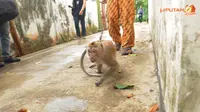 Banyak Monyet Sakit, Jokowi Cek Kesehatan Warga `Kampung Monyet`