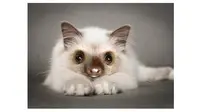 6 Potret Anak Kucing 'Ras Baru' Ini Dijamin Bikin Gemas Maksimal