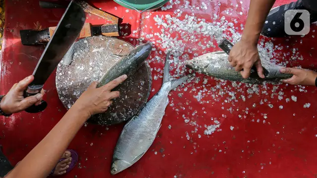 Berburu Ikan Bandeng Imlek Rawa Belong di Masa Pandemi