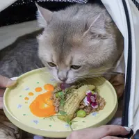 Simak manfaat dari menyajikan makanan hewan peliharaan dengan menarik (Purina Fancy Feast)