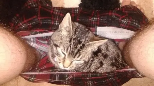 8 Tingkah Nyeleneh Kucing yang Bikin Geleng-Geleng Kepala