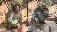 Viral Cara Monyet Buka Jeli dari Kemasannya, Netizen: Merasa Gagal Jadi Manusia