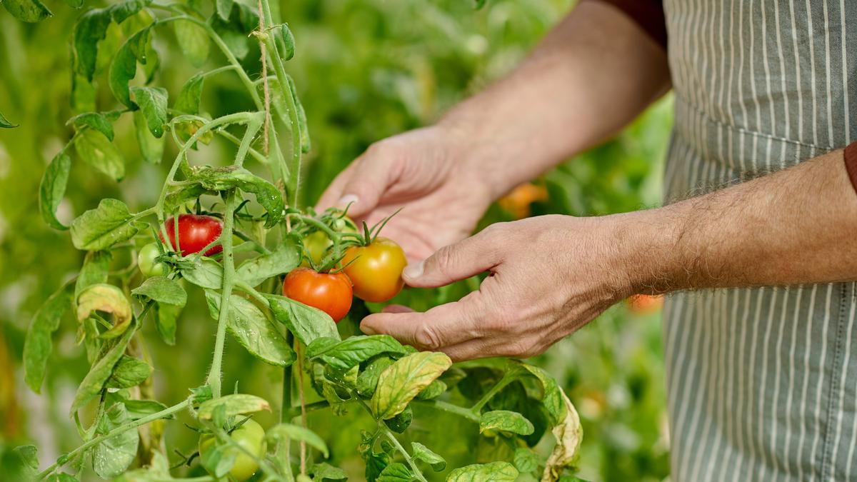 Cara Menanam Tomat Ceri di Pot, Produktif Ciptakan Kebun Sayur Secara Efektif dan Praktis