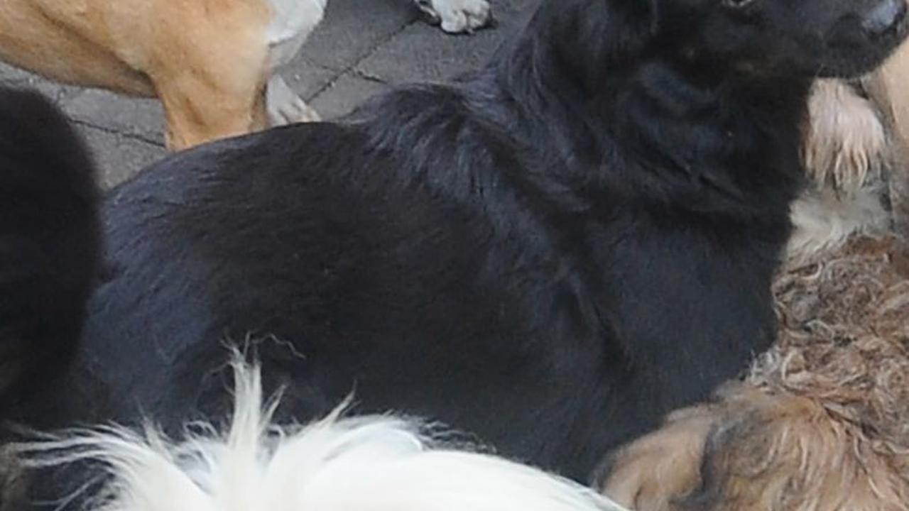 Jenis anjing peliharaan Lelut pun berbeda-beda mulai dari anjing lokal hingga ras.