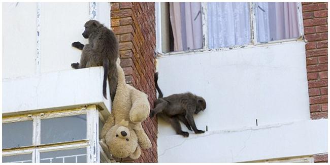 Baboon mencuri boneka teddy bear (c) dailymail