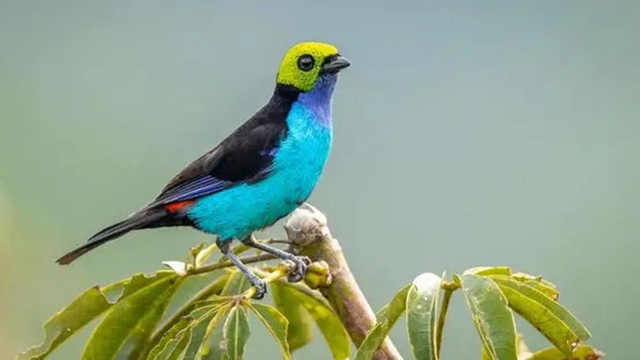 Kenapa Beberapa Jenis Burung Punya Suara Lebih Keras?