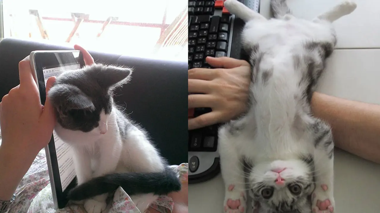 Usil Hingga Bikin Kesal, 10 Potret Kucing Berhasil Ganggu Pemiliknya