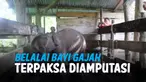 THUMBNAIL GAJAH