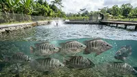 Cara Mencegah Jamur pada Ikan Nila, Tips Sederhana yang Berdampak Besar