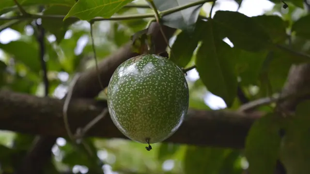Buah Markisa