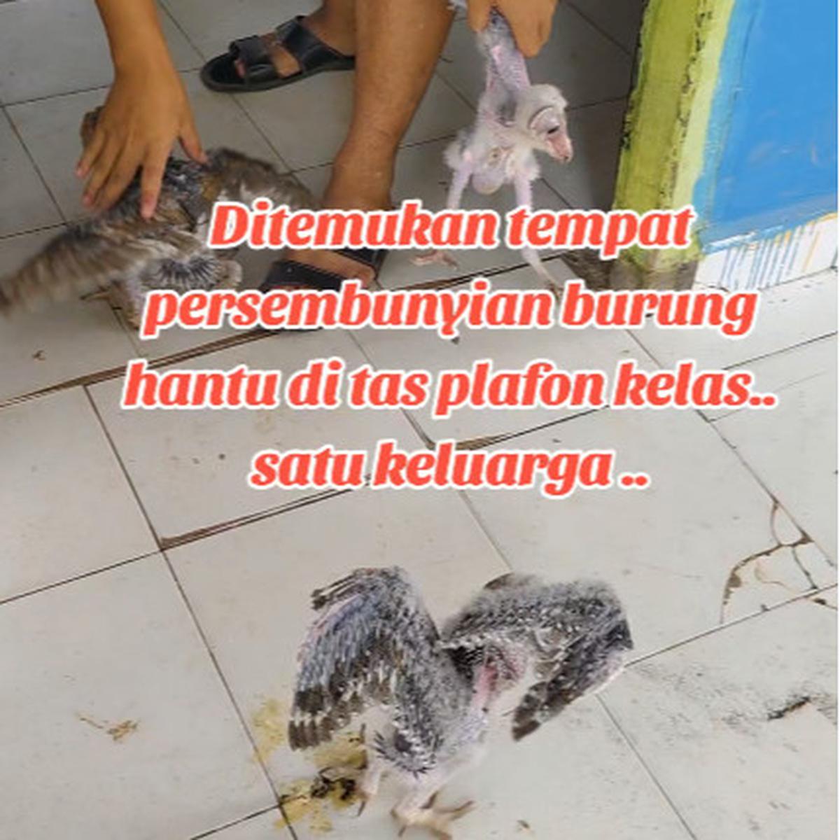 Viral Penemuan 10 Ekor Burung Hantu di Atap Kelas, Curi Perhatian