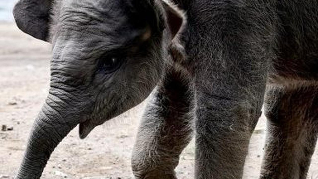 Sebagaimana dilansir Antara, bayi Gajah Sumatera itu lahir dengan bobot sekitar 80 kilogram itu pada Jumat (24/11) sekitar pukul 07.00 WITA.<br>