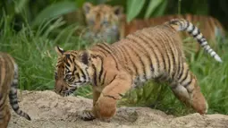 Tiga anak harimau sumatera dilepas ke kandang terbuka pertama kalinya di Kebun Binatang Toranga, Sydney, Jumat (29/3/2019). Kelahiran anak harimau Sumatera di Kebun Binatang Sydney merupakan kejadian luar biasa, karena satwa langka asli Sumatera ini diperkirakan tinggal 350 ekor. (PETER PARKS / AFP)