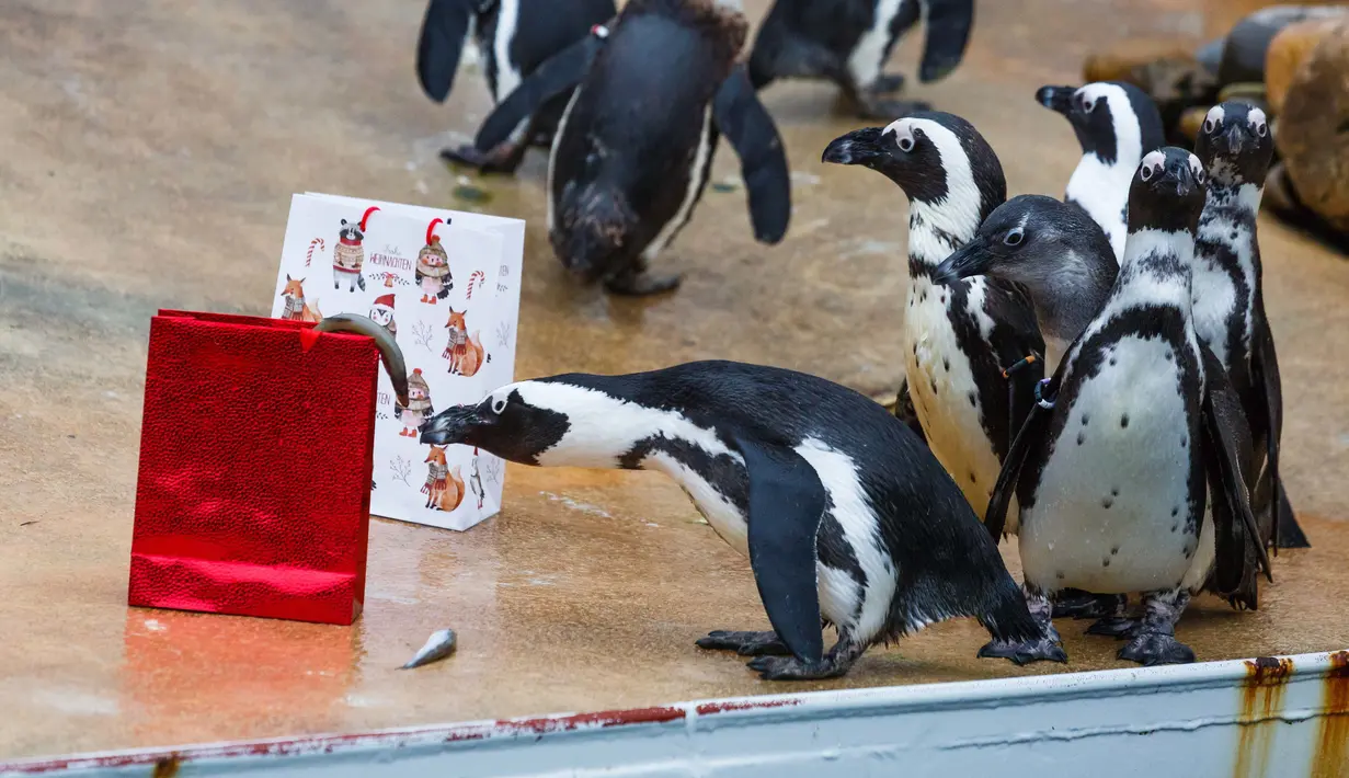Seekor penguin memeriksa kado hadiah Natal berisi ikan yang diberikan pihak kebun binatang di Hanover, Jerman, Selasa (19/12). Hewan-hewan di sana berpesta dan mendapatkan hadiah sebagai bagian dari program pengayaan hewan. (PHILIPP VON DITFURTH/DPA /AFP)
