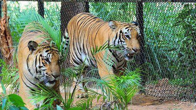 6. Sri Chamarajendra Zoological Gardens