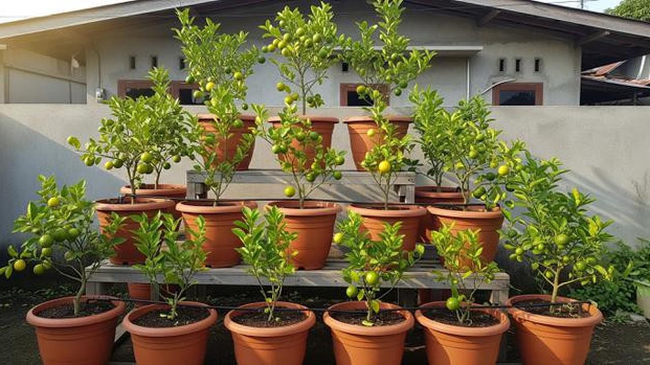 Cara Menanam Jeruk Nipis di Kebun Lahan 1x1 Meter agar Berbuah Lebat