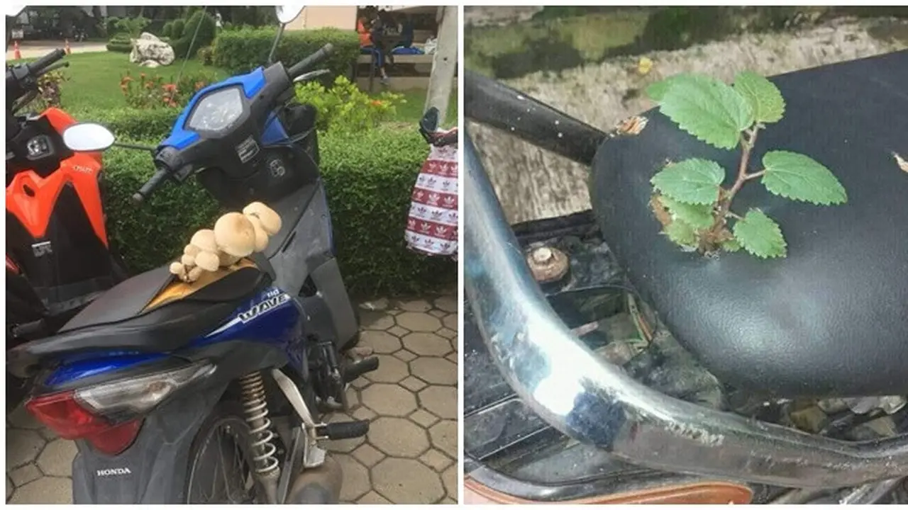 Tak Dirawat, 6 Potret Tanaman Tumbuh di Kendaraan Ini Bikin Geleng Kepala