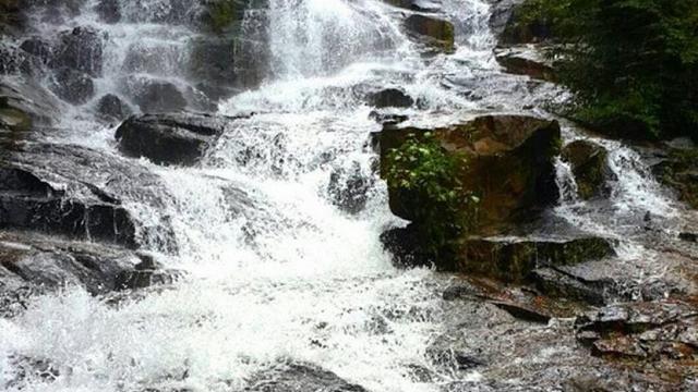 6 Fakta Menarik Melawi, Habitat Burung Enggang Gading nan Langka